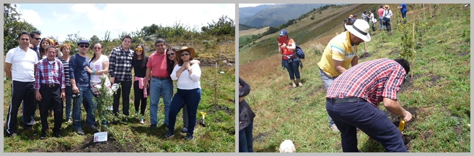 Bono Siembra De Un Árbol - Image 4